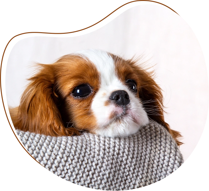 02 A brown and white dog is laying on the blanket