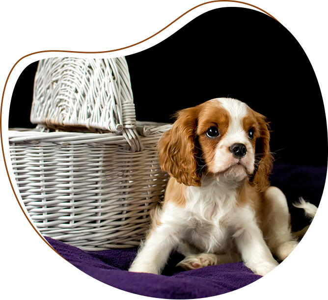 A puppy sitting in front of a basket.