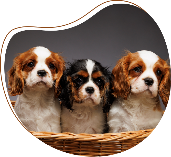 Three puppies in a basket with one puppy looking at the camera.