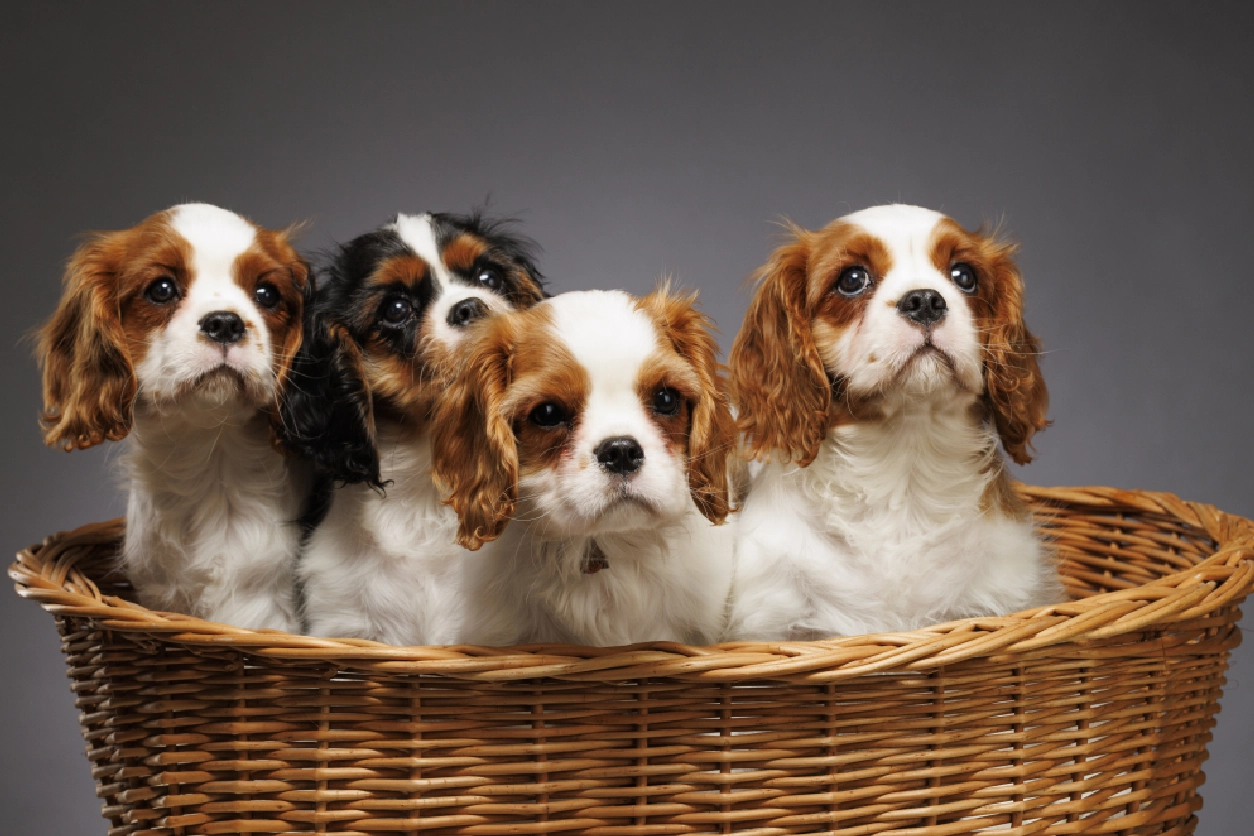 A group of puppies sitting in a basket.