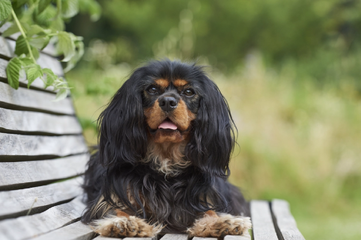 A black and brown dog sitting on top of a wooden bench.