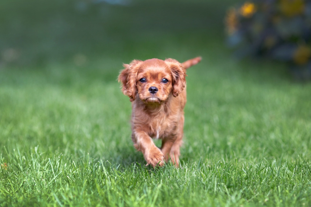 A small dog running in the grass