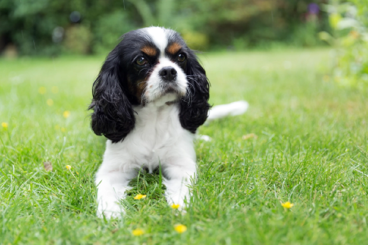 A black and white dog standing in the grass.