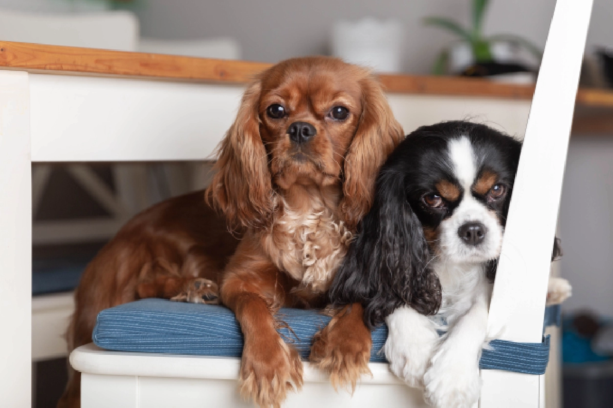 Two dogs sitting on a bench together.
