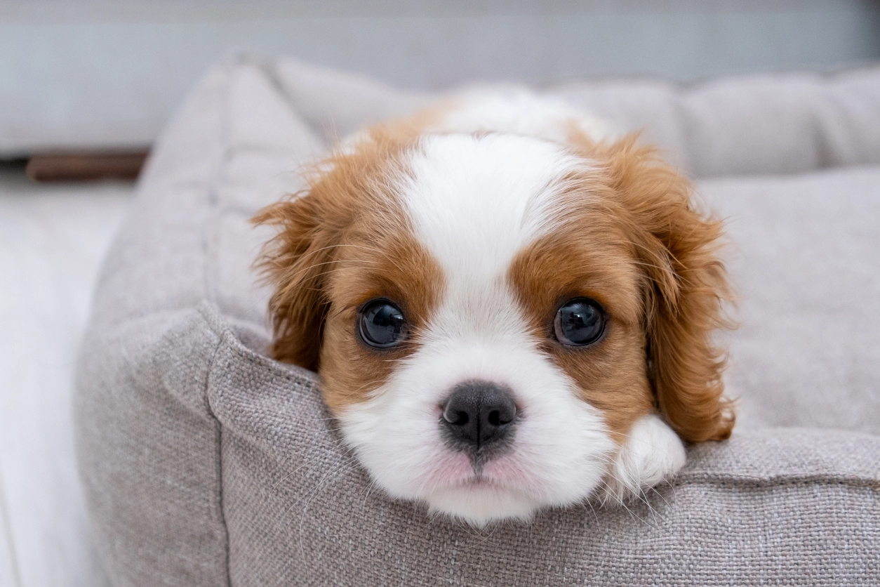 A puppy is laying on its back in the bed.